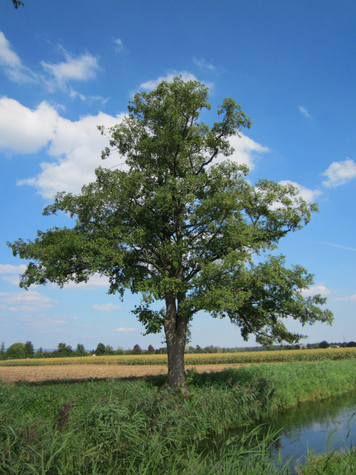 Alnus glutinosa (Common alder)