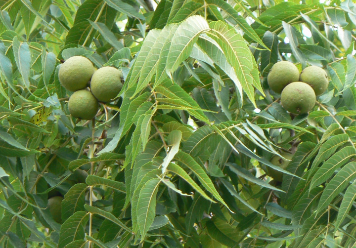 Juglans nigra (Black walnut)