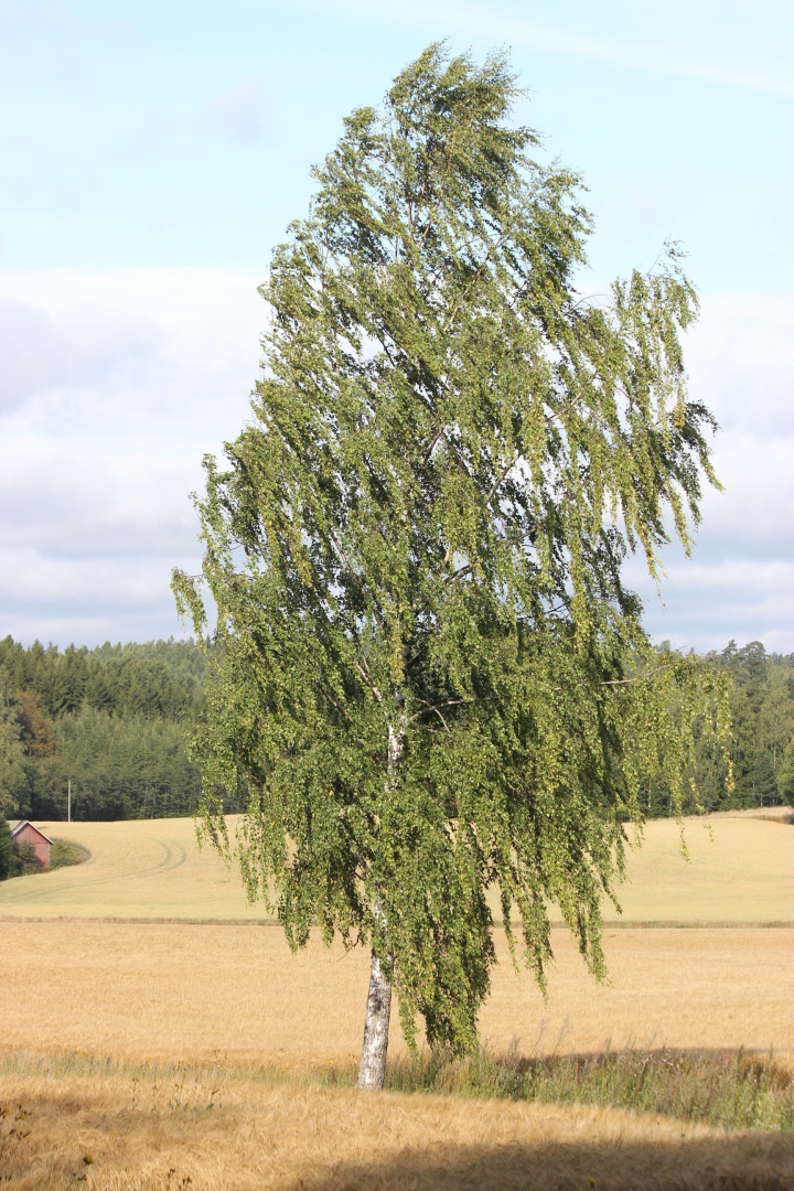 Betula pendula (Silver birch)
