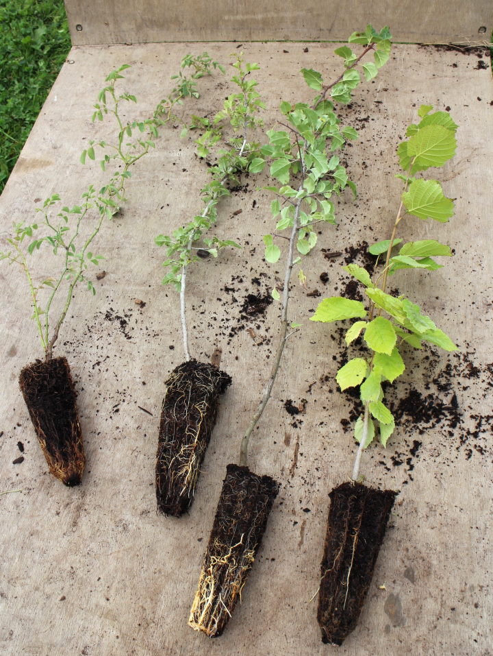 Cell-grown hedgerow plants showing root formation