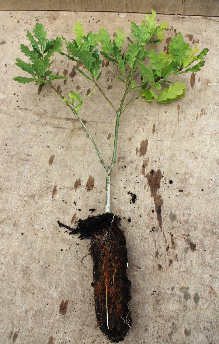 Cell-grown oak showing root structure