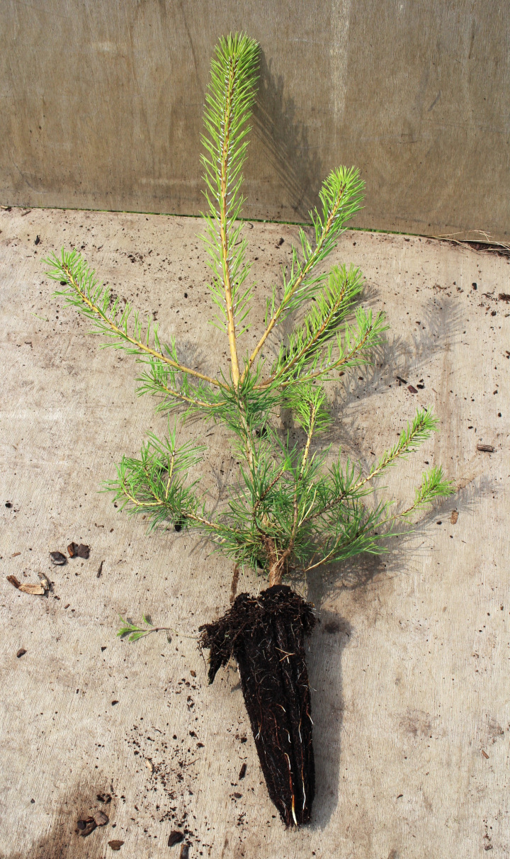 Cell-grown pine with root structure
