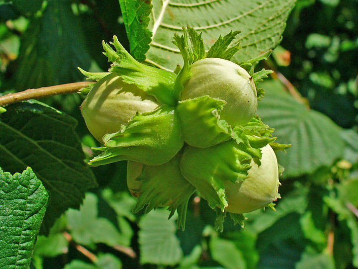 Corylus avellana (Hazel)