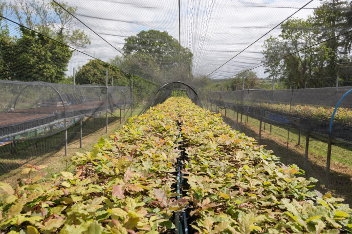 Oak seedlings at West Acre Tree Nursery