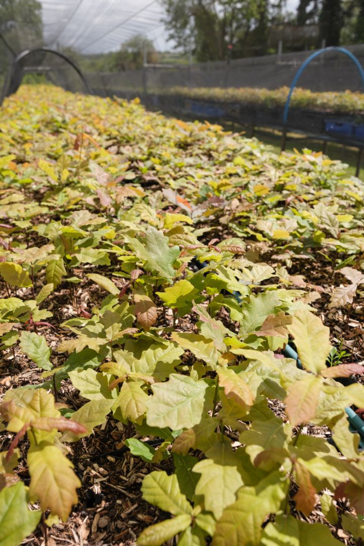 West Acre Tree Nursery