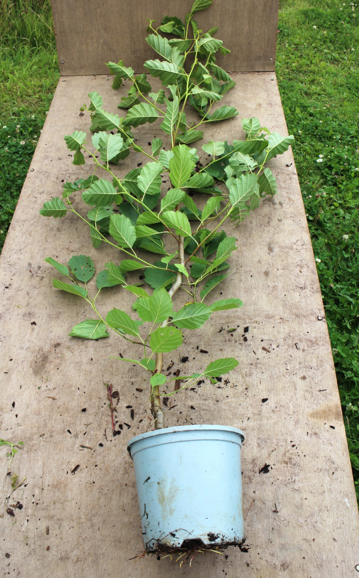 Larger pot-grown trees