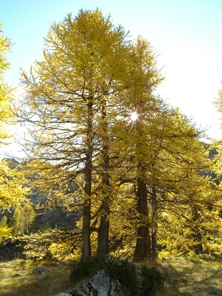 Larix decidua (Larch)