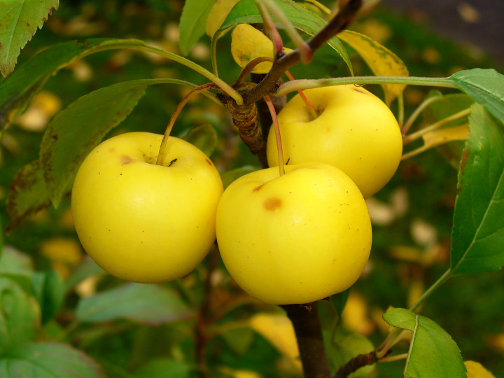 Malus sylvestris (Crab apple)