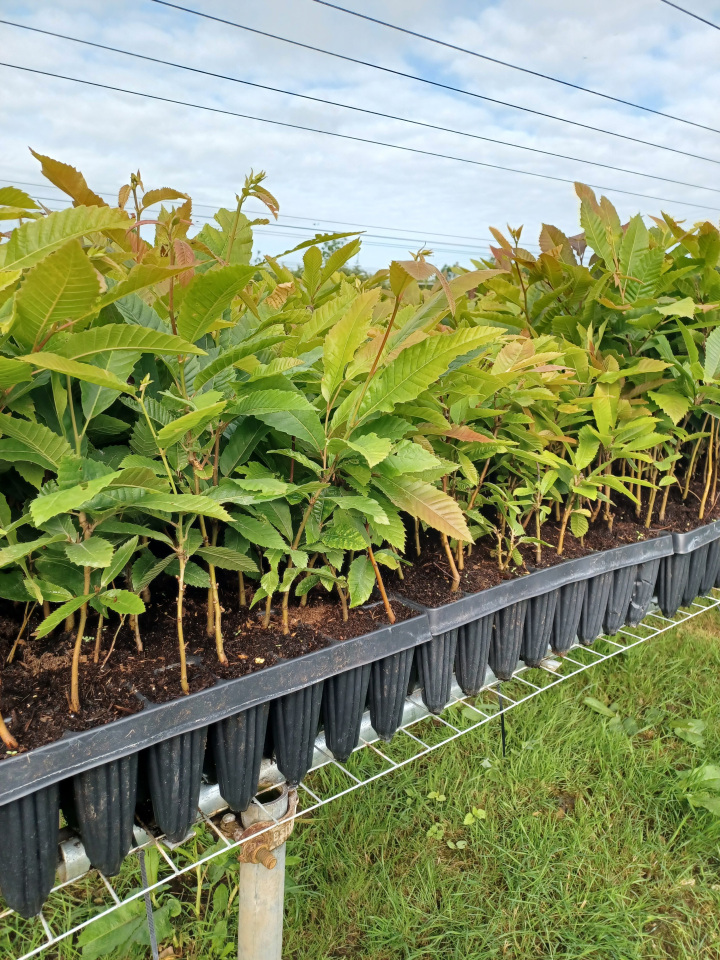 Cell-grown chestnut