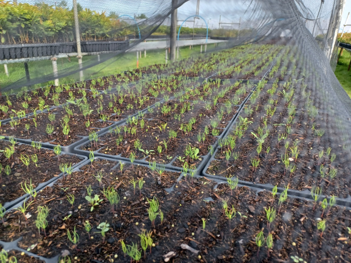 Pine seedlings, West Acre Tree Nursery