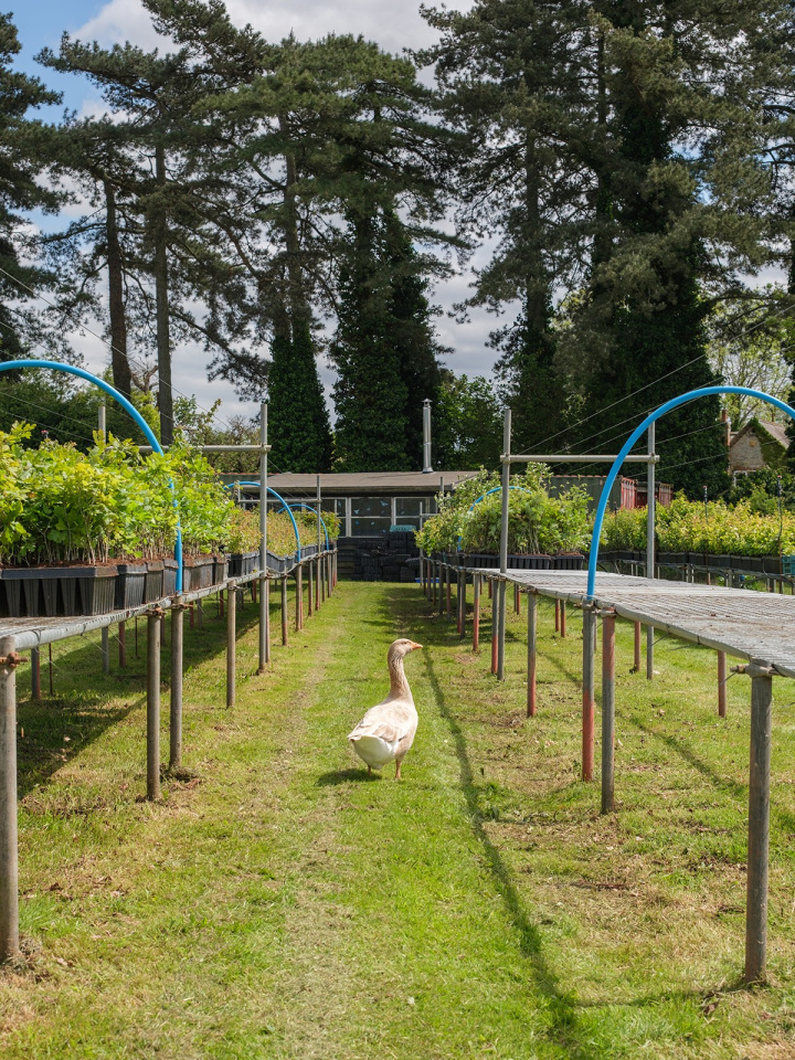 Galvanised benches and geese