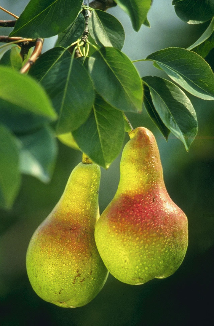 Pyrus communis (wild pear)