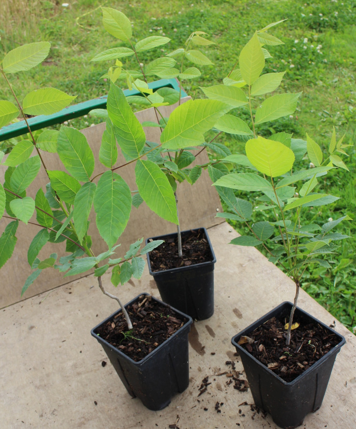 Pot-grown trees