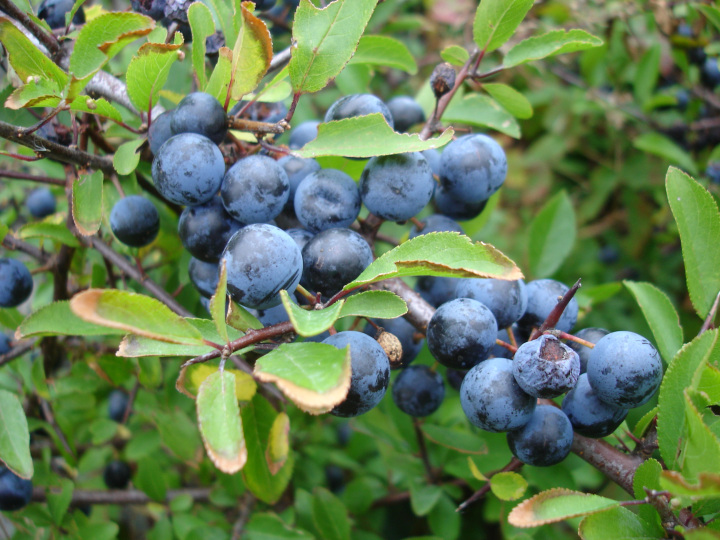 Prunus spinosa (Blackthorn)