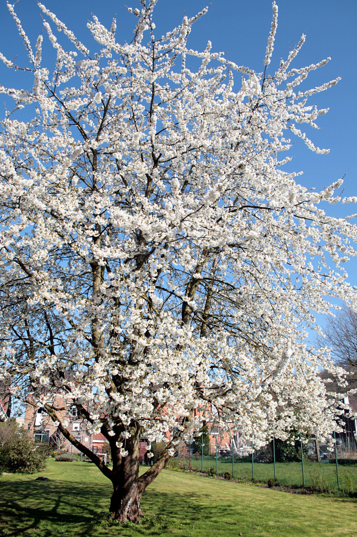 Prunus avium (Wild cherry)