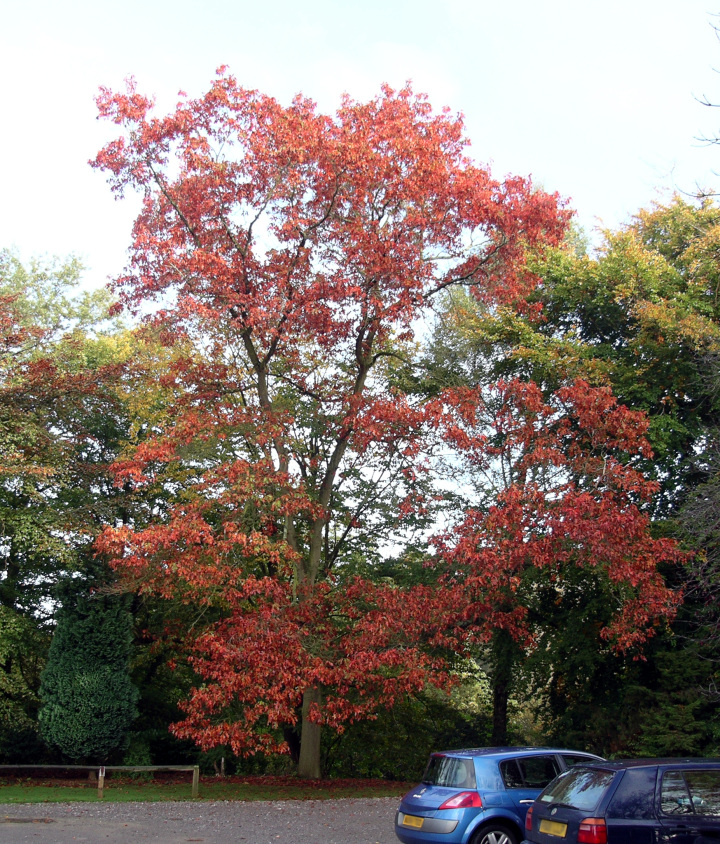 Quercus rubra (Red oak)