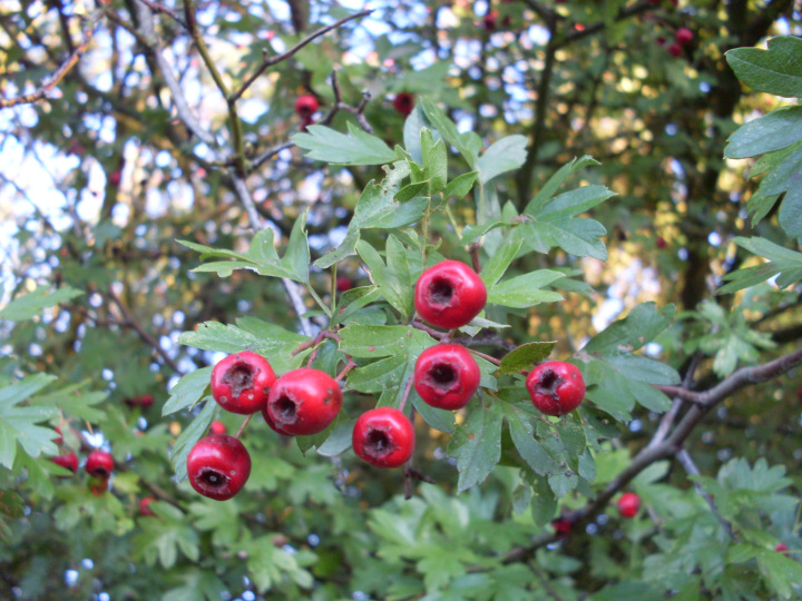 Crataegus monogyna (Hawthorn)