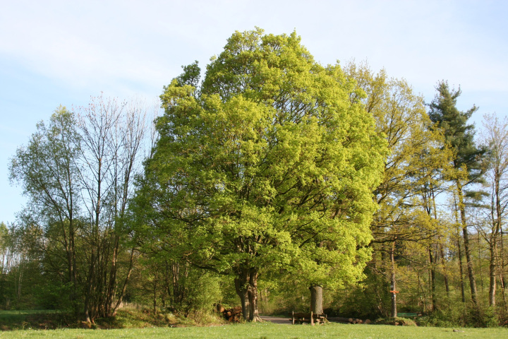 Acer campestre (Field maple)