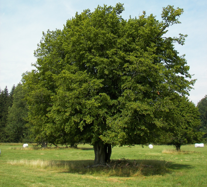 Carpinus betulus (Hornbeam)