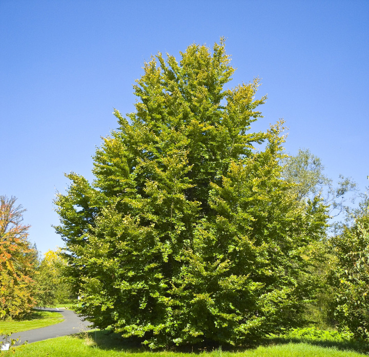 Fagus sylvatica (Beech)