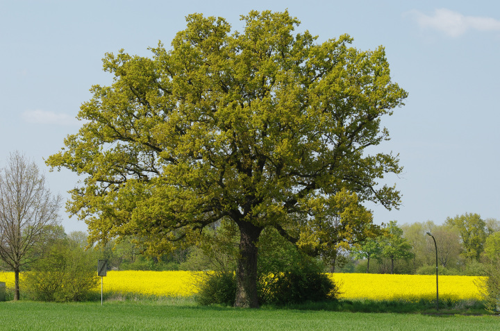 Quercus robur (English oak)