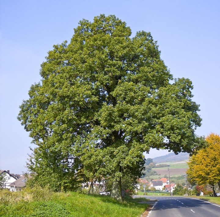Quercus petraea (Sessile oak)