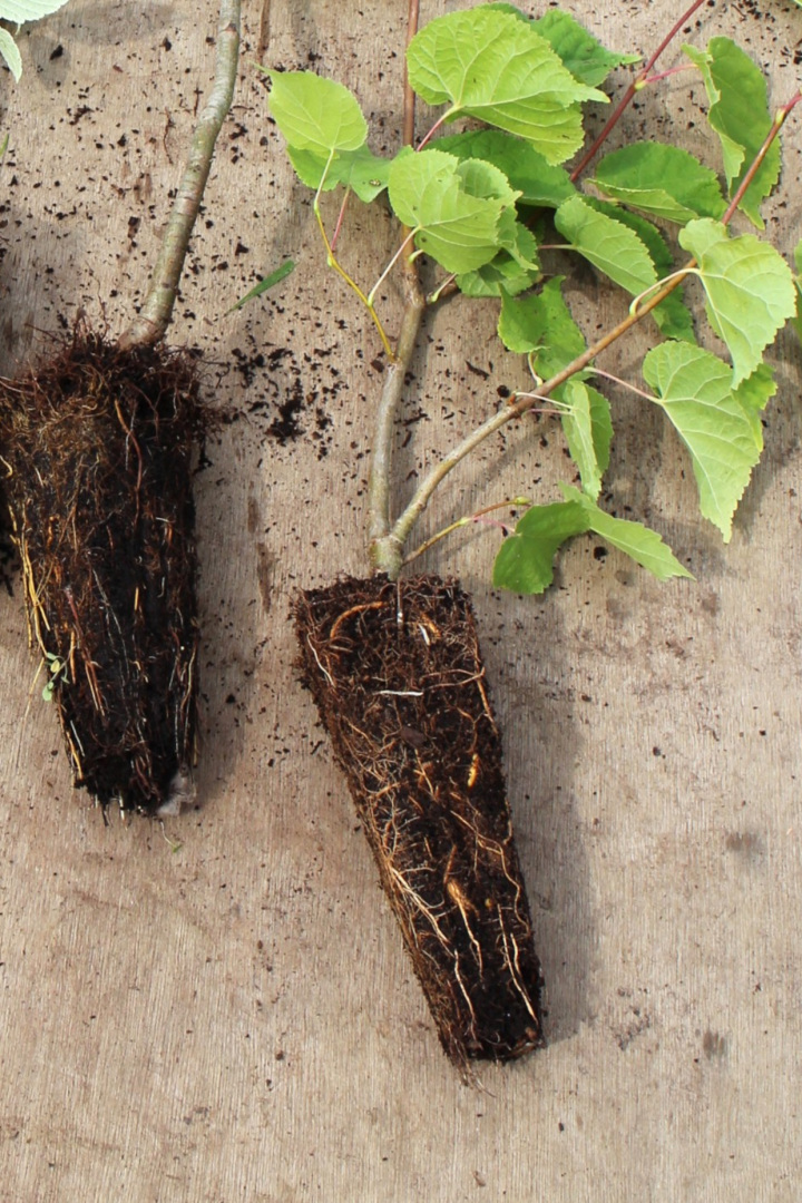 Root detail