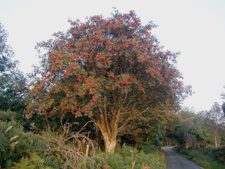 Sorbus aucuparia (Rowan)