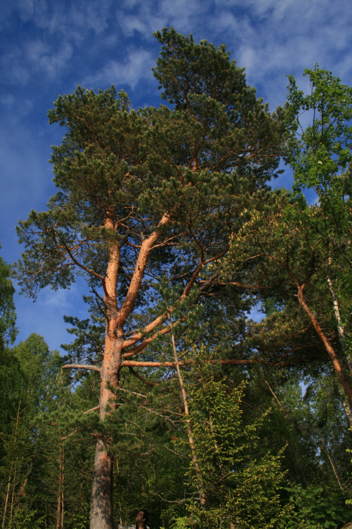 Pinus sylvestris (Scots Pine)