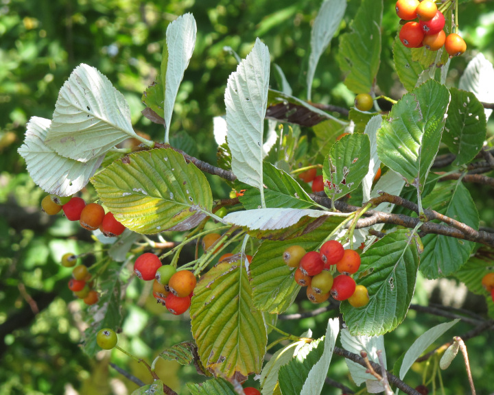 Sorbus aria (Whitebeam)