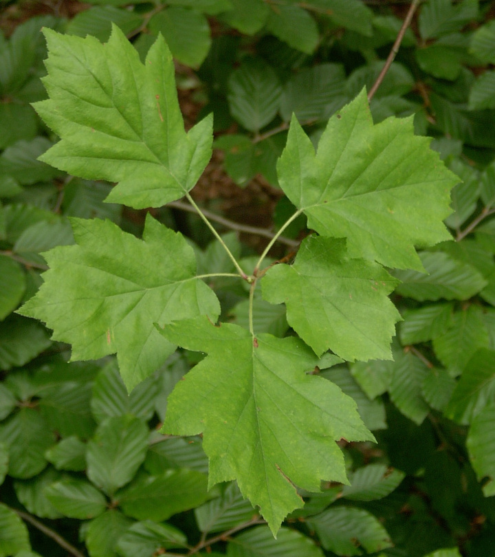 Sorbus torminalis (Wild service tree)