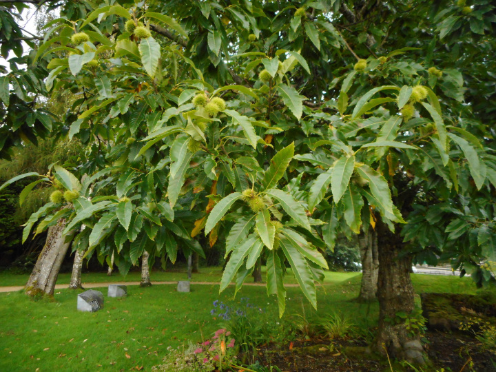 Castanea sativa (Sweet chestnut)