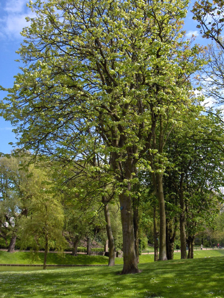 Tilia platyphyllos (Large leaf lime)