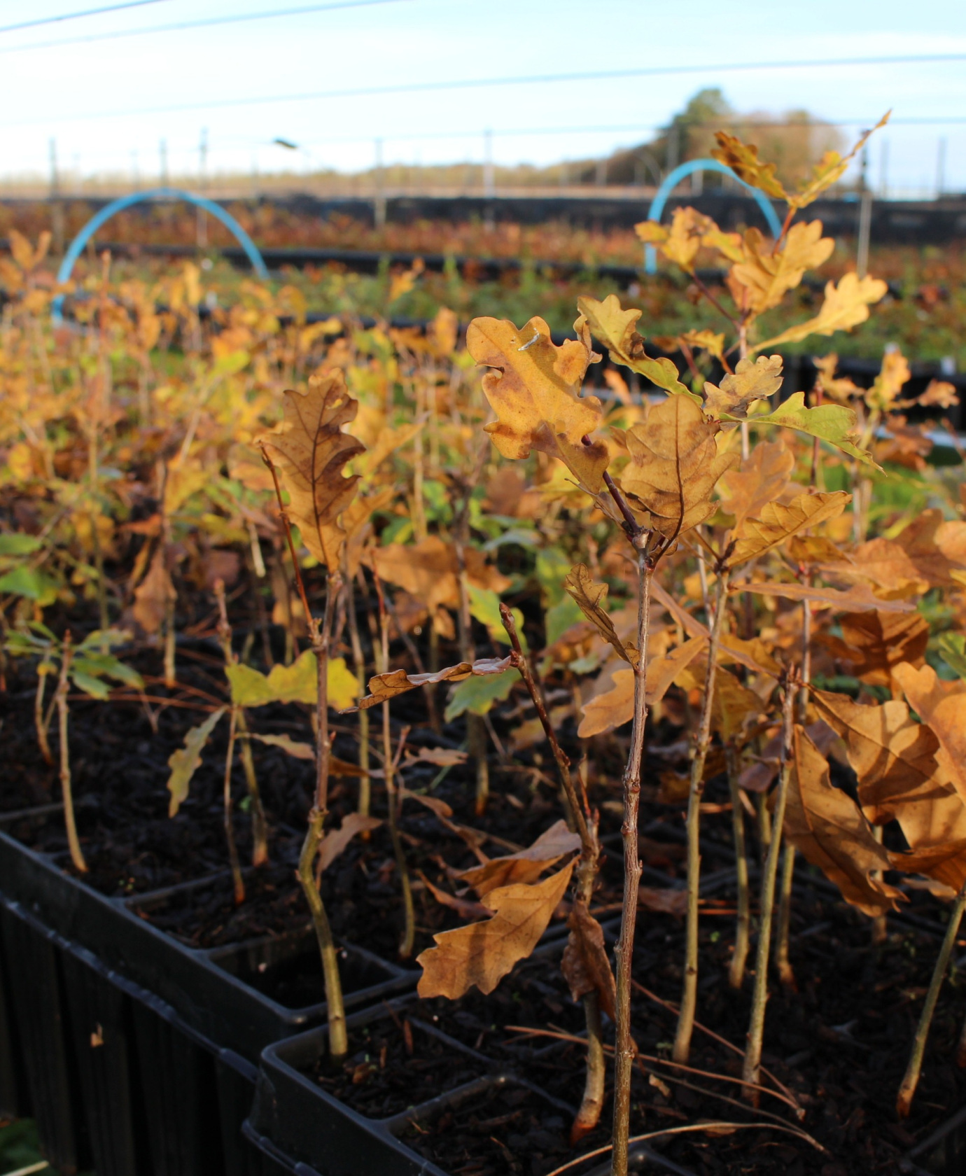 West Acre Tree Nursery, autumn