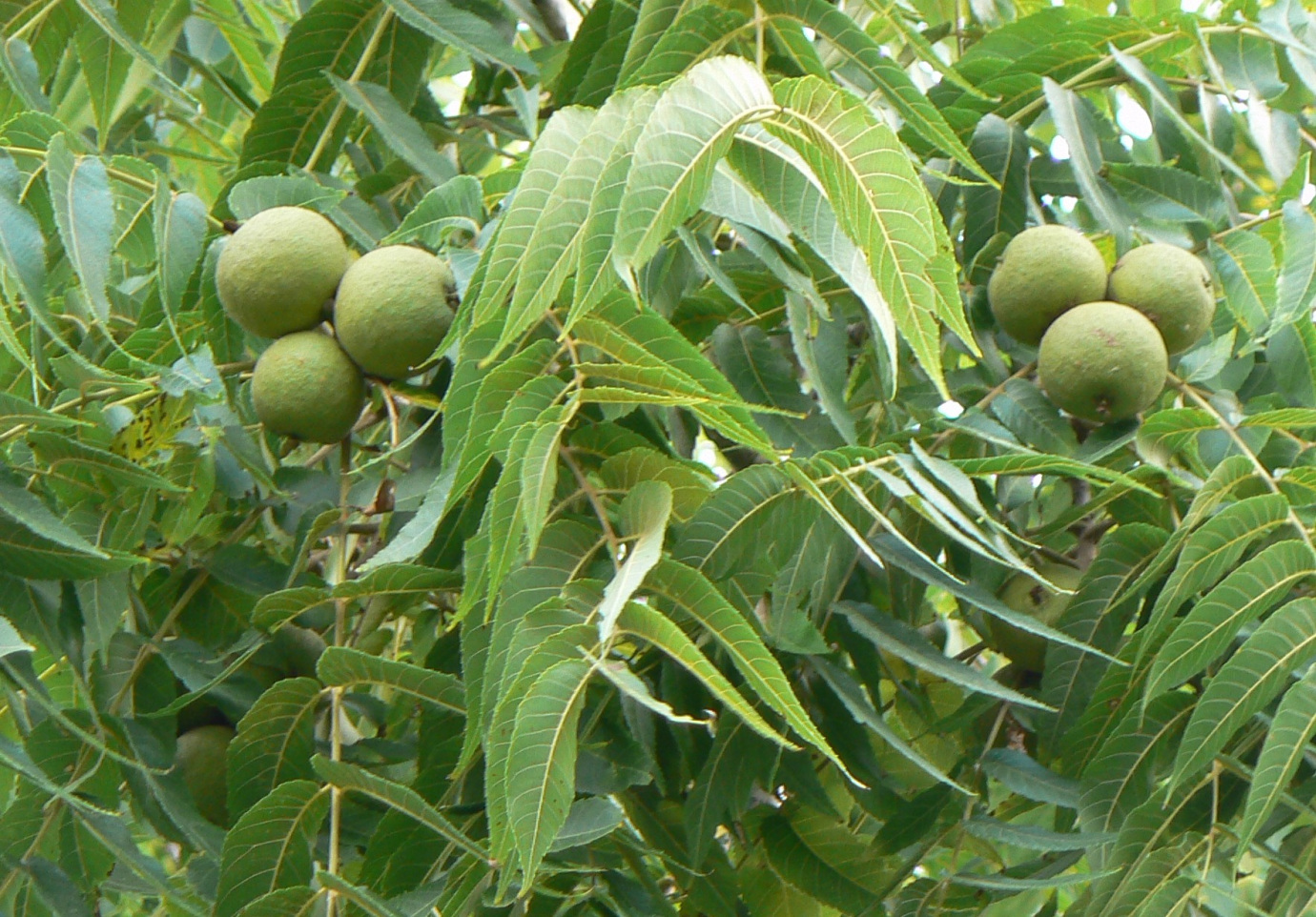 Juglans nigra (Black walnut)