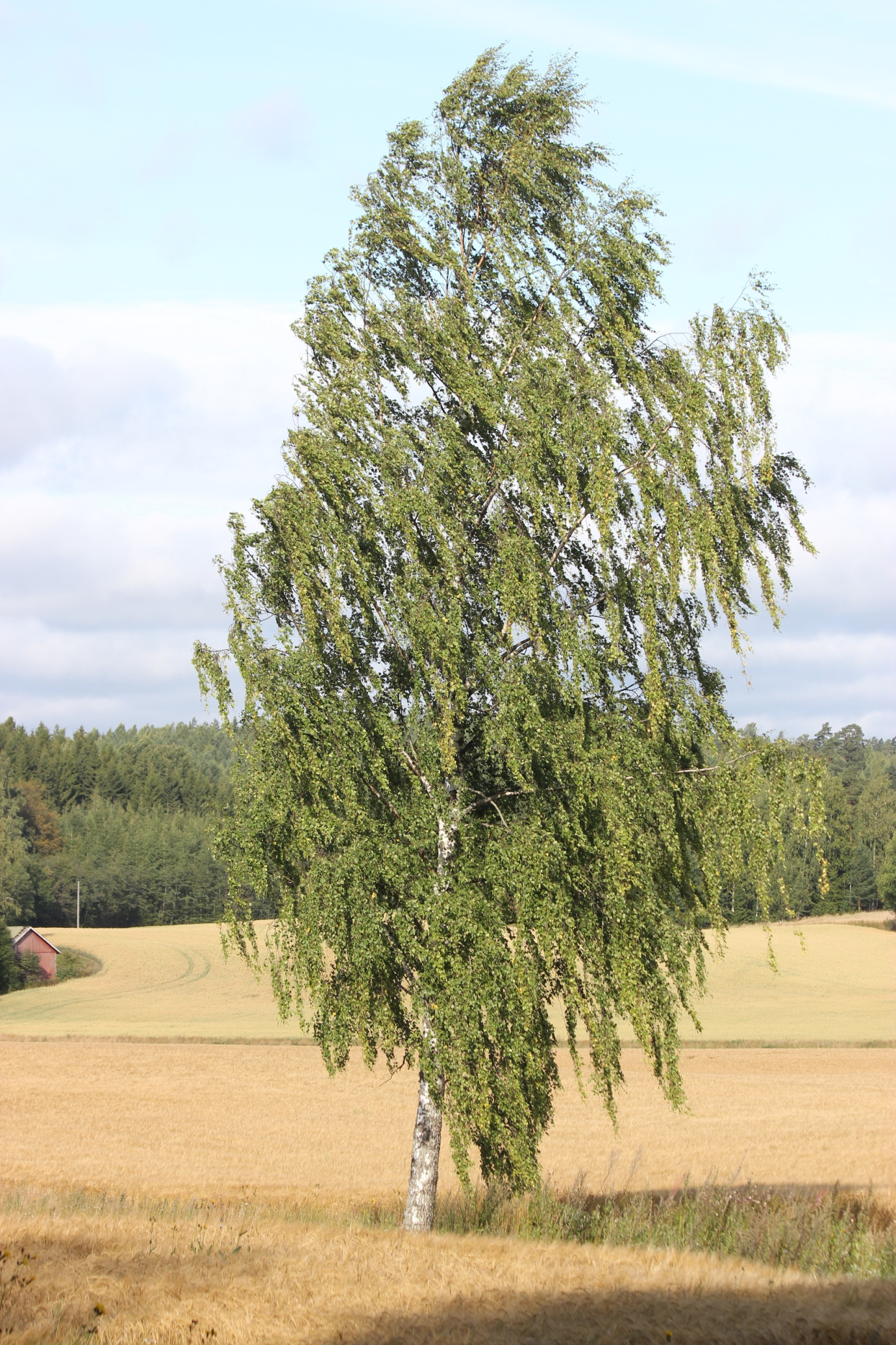 Betula pendula (Silver birch)