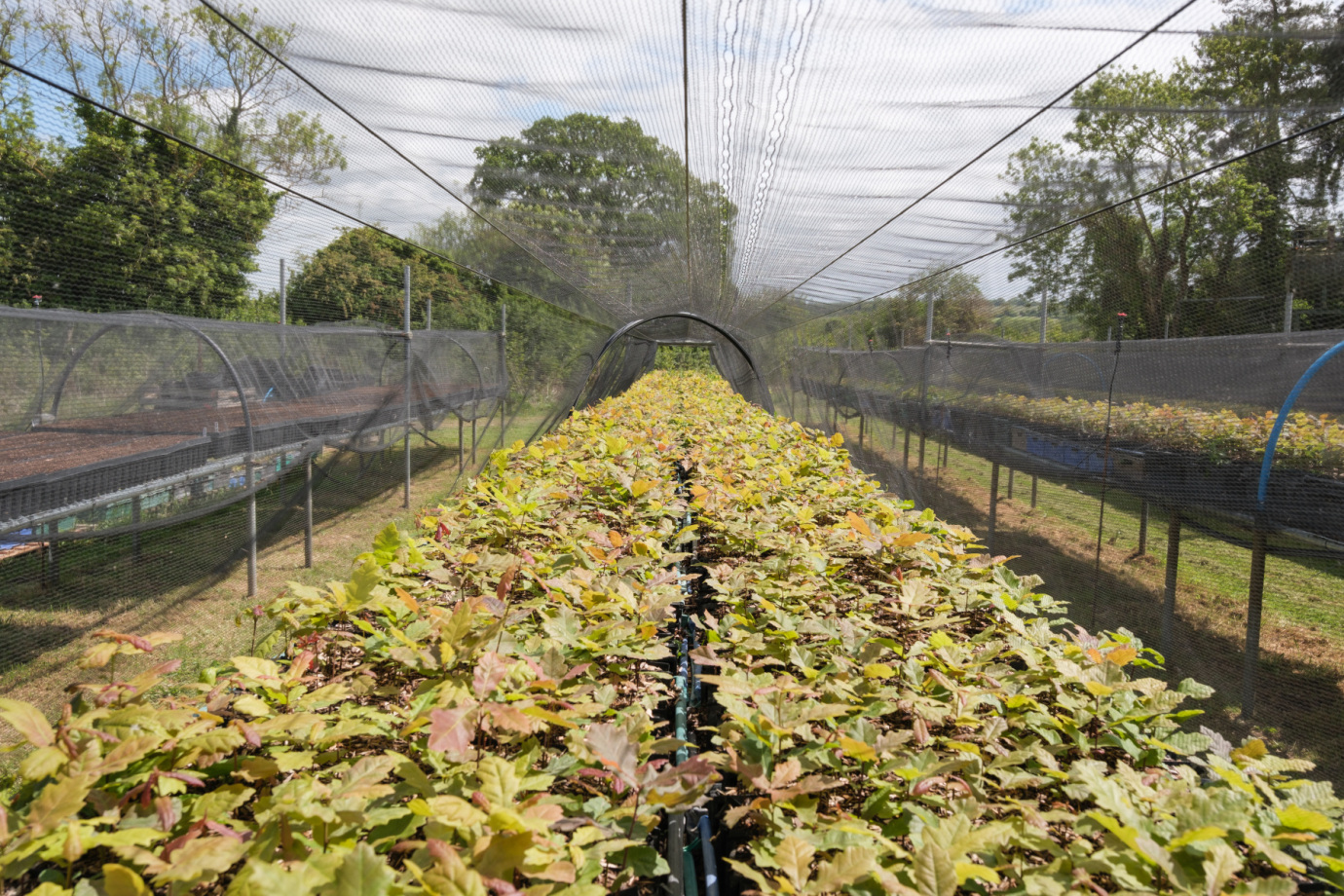 Oak seedlings at West Acre Tree Nursery