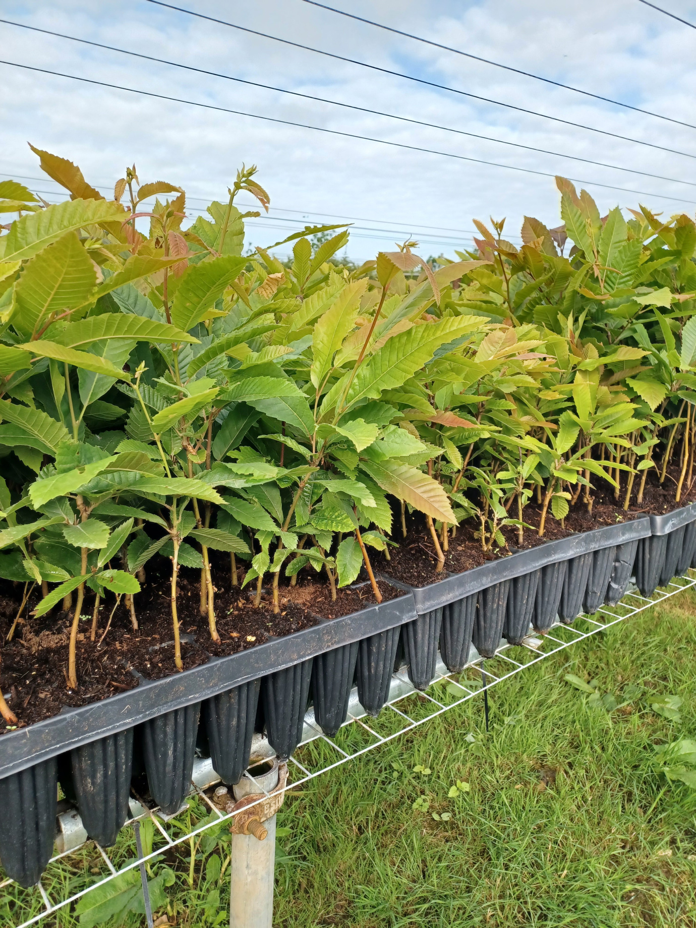 Cell-grown chestnut