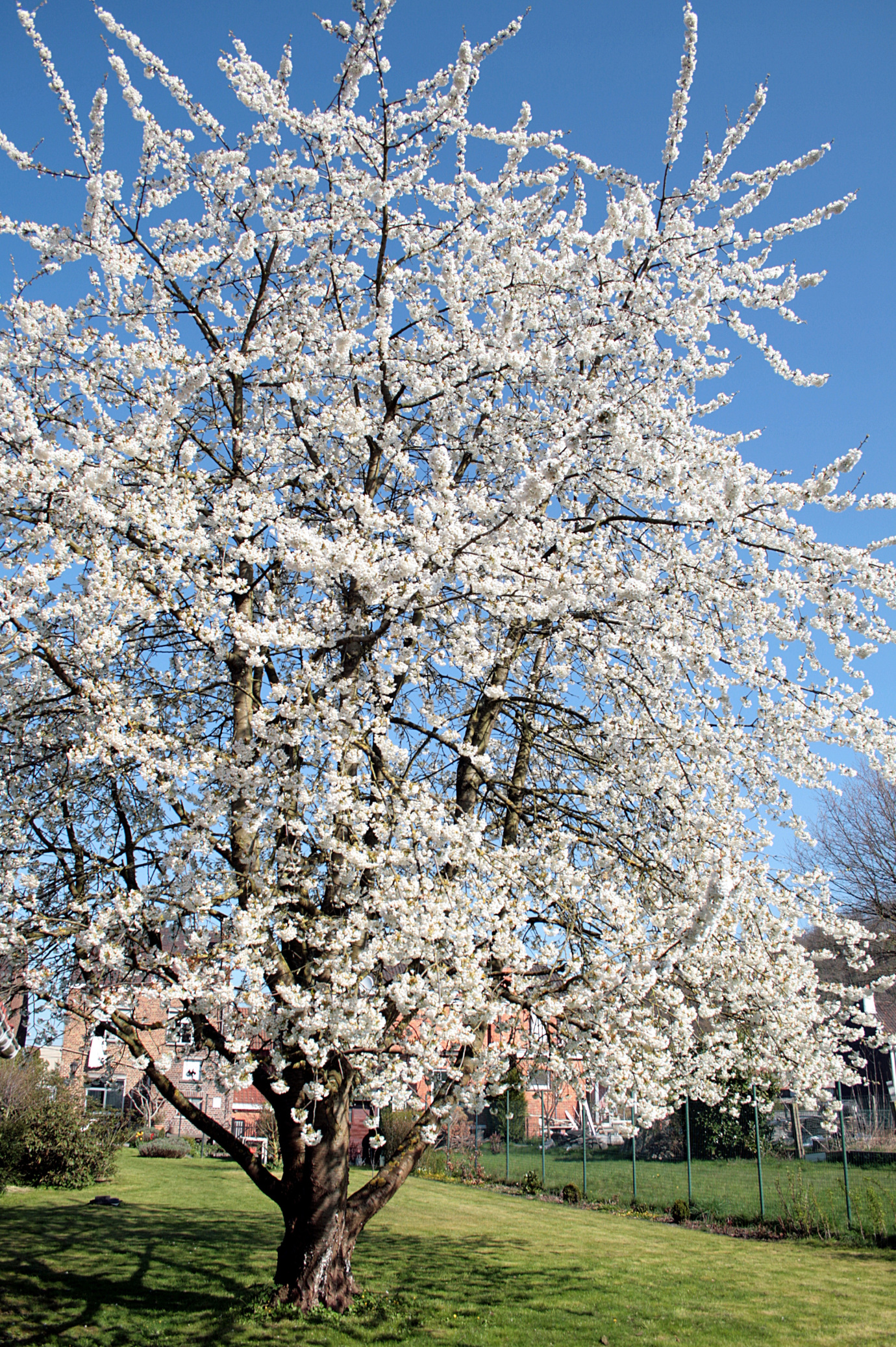 Prunus avium (Wild cherry)