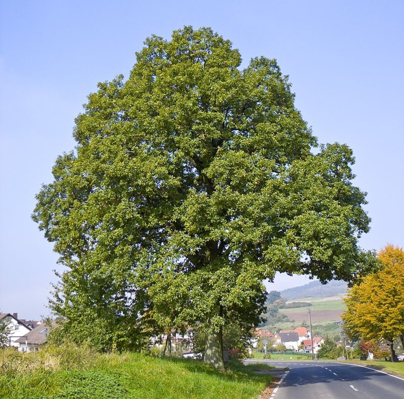Quercus petraea (Sessile oak)