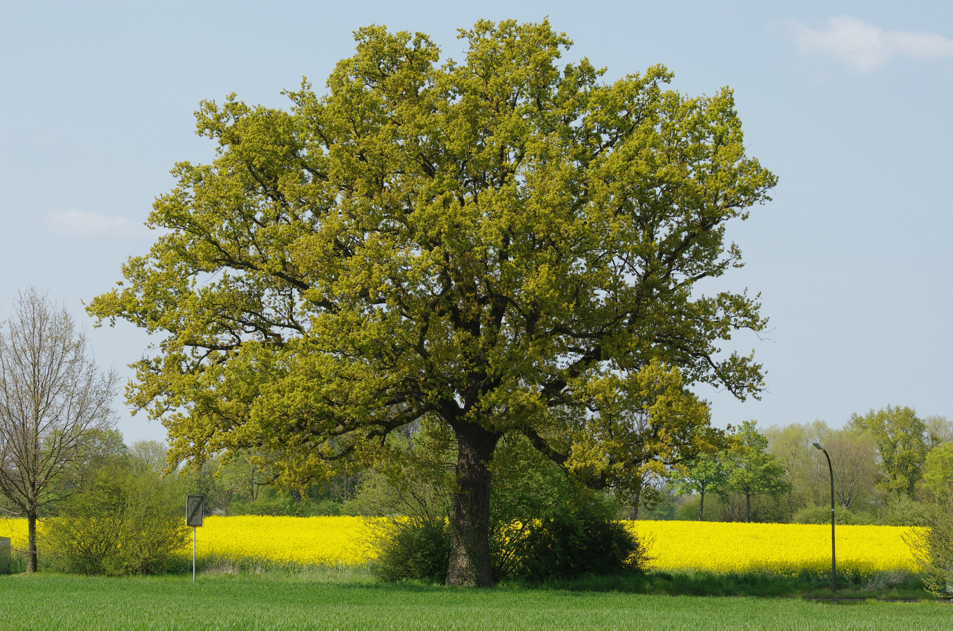 Quercus robur (English oak)