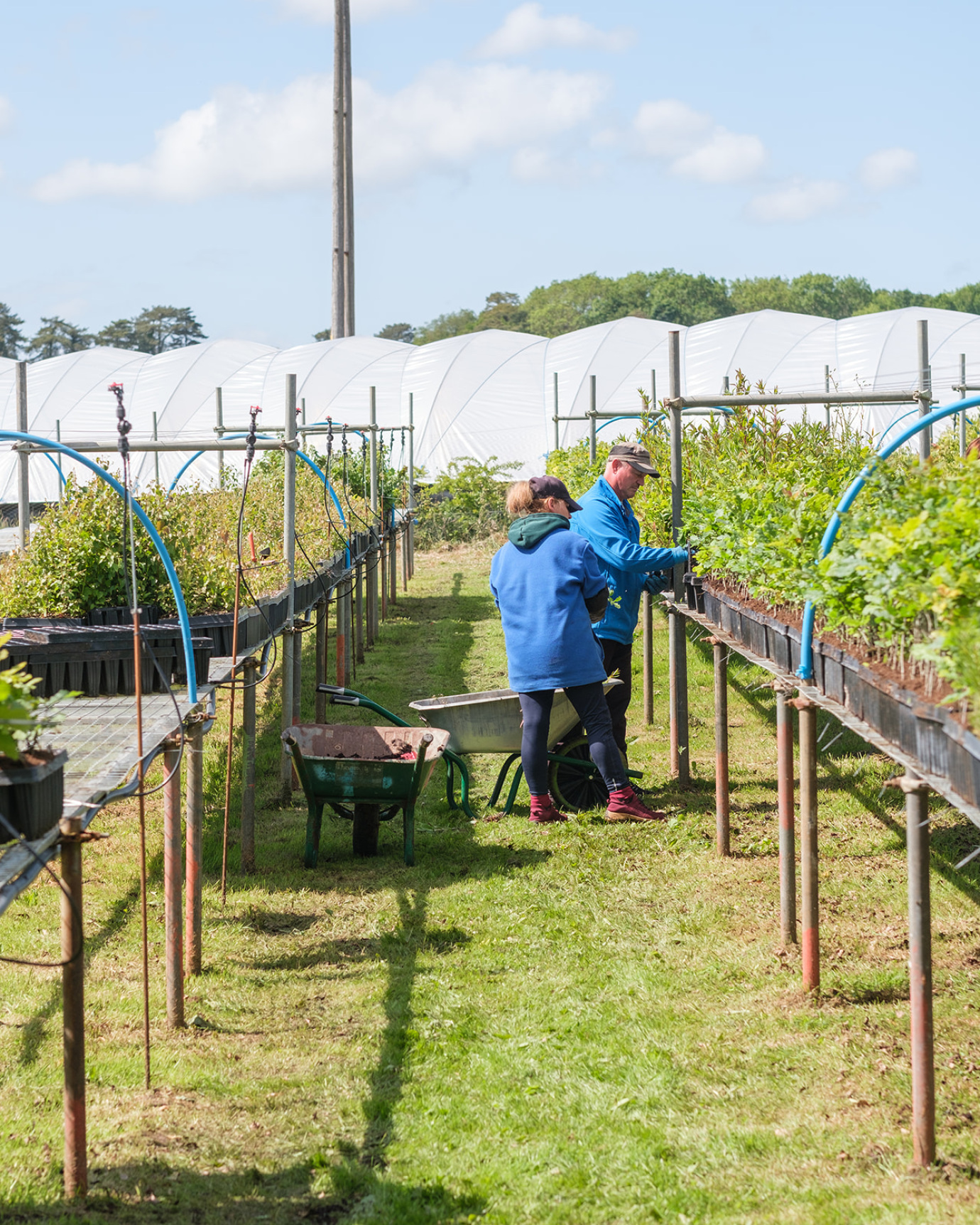 Staff at the Tree Nursery