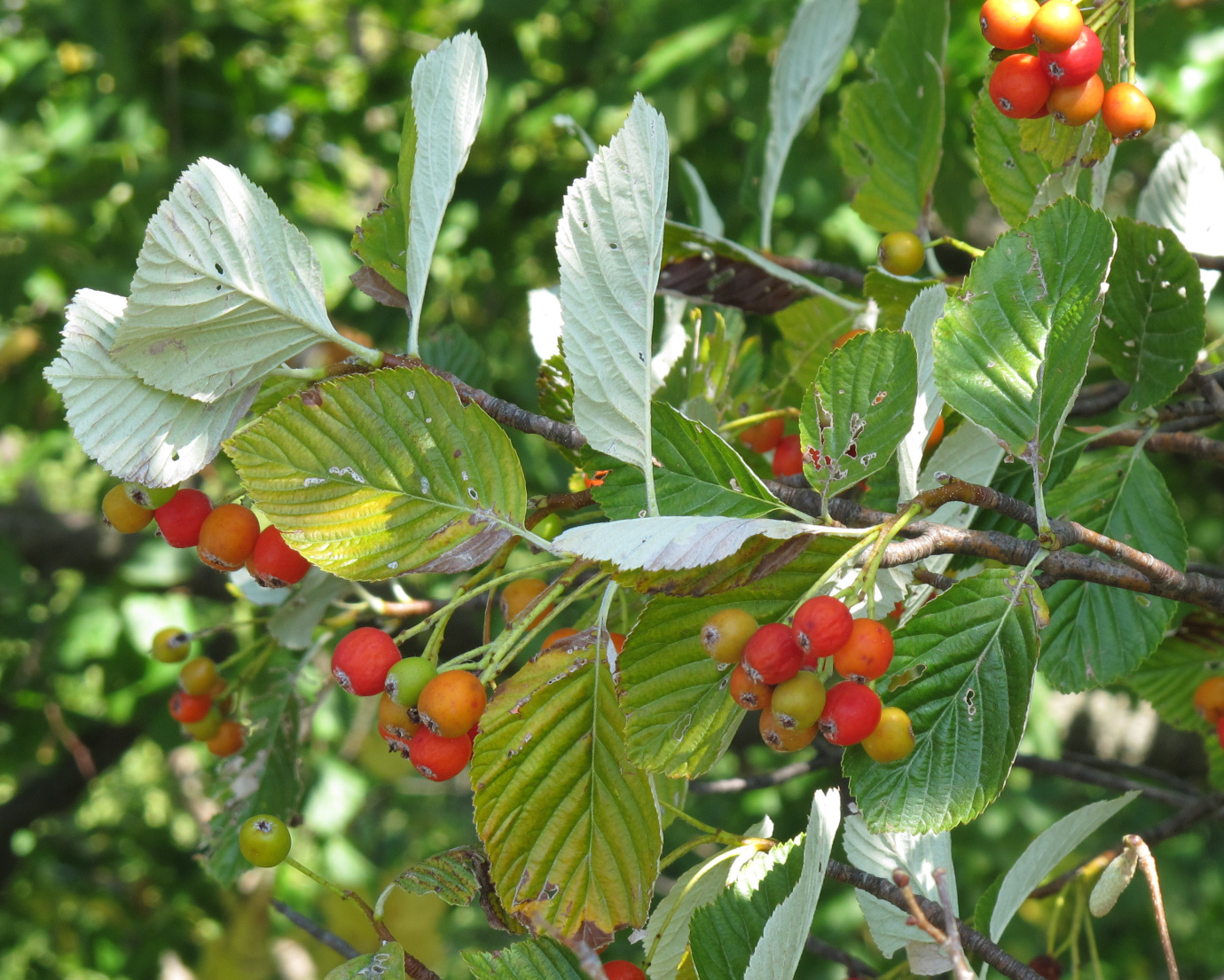 Sorbus aria (Whitebeam)